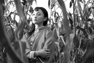 红高粱 在线观看,激情燃烧的岁月，民族抗争的史诗  第2张